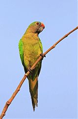 Peach-fronted Parakeet